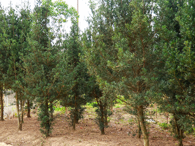 广西园林苗木种植基地